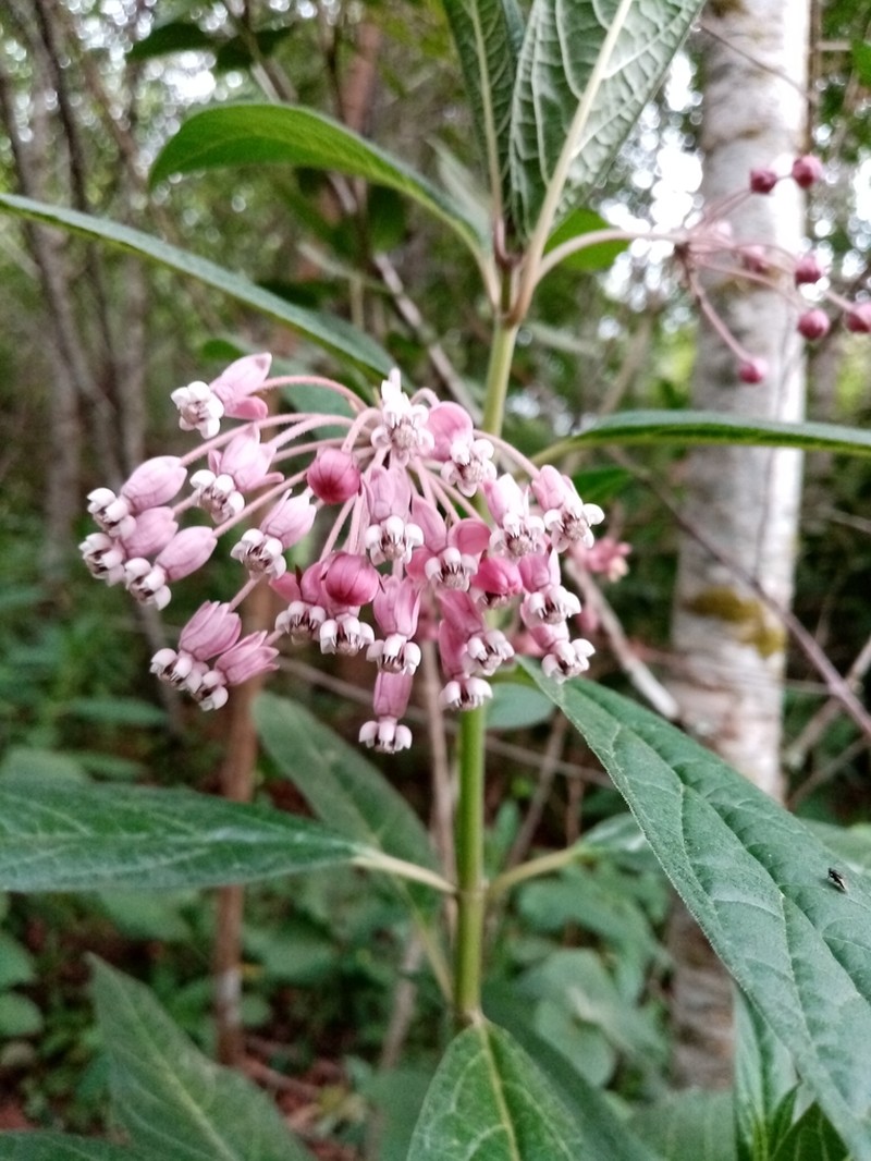 Asclepias pellucida photo 2