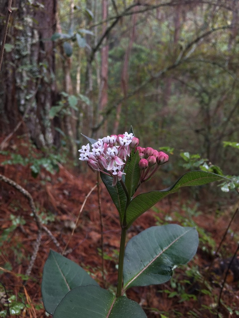 Asclepias pellucida photo 3