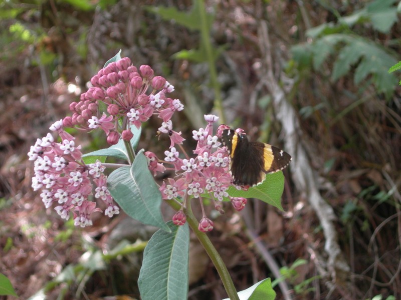 Asclepias pellucida photo 4