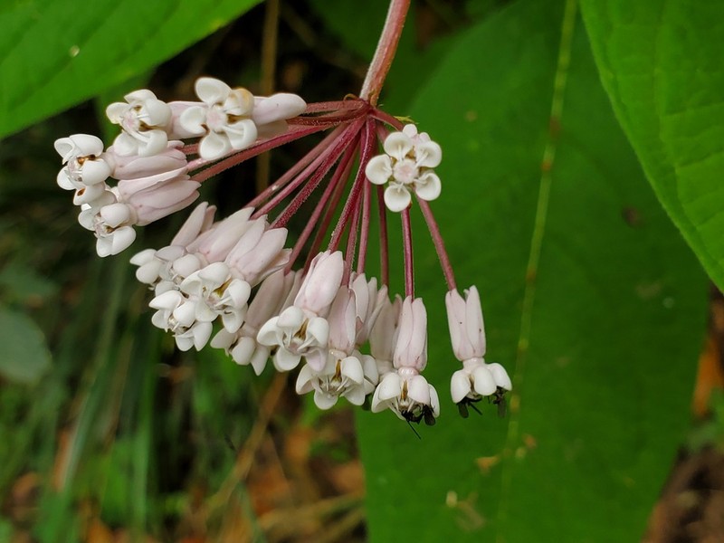 Asclepias pellucida photo 5