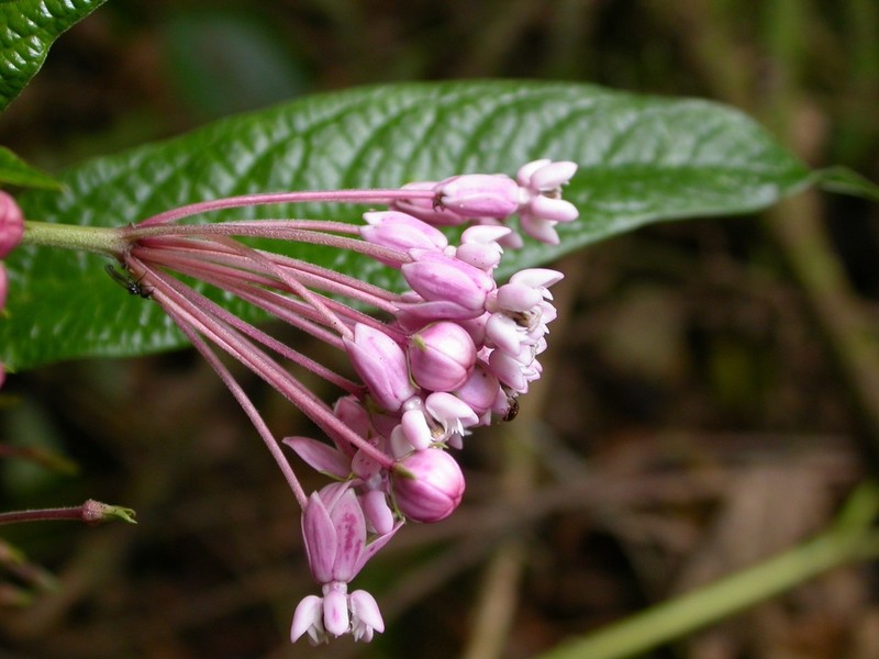 Asclepias pellucida photo 6