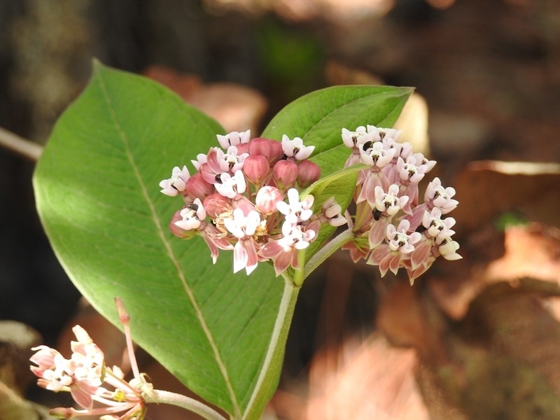 Asclepias pellucida photo 7