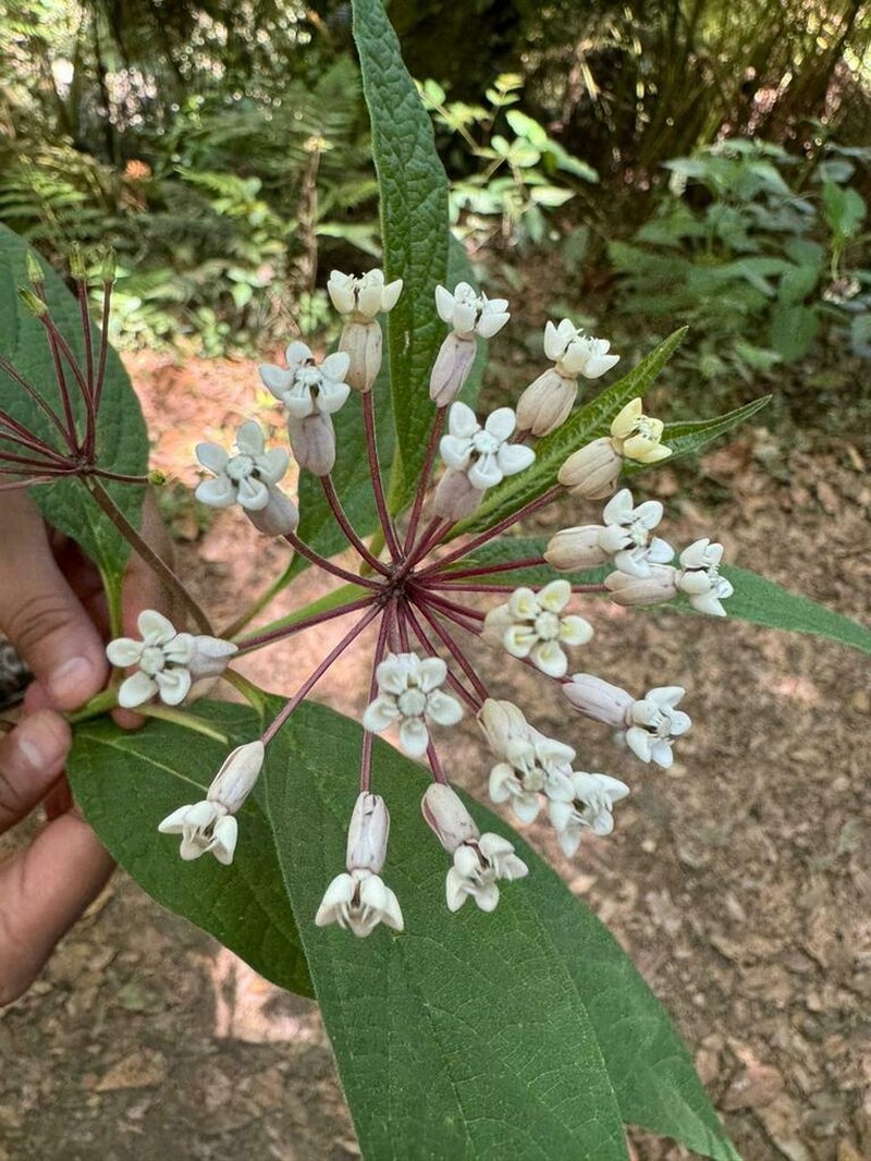Asclepias pellucida photo 8
