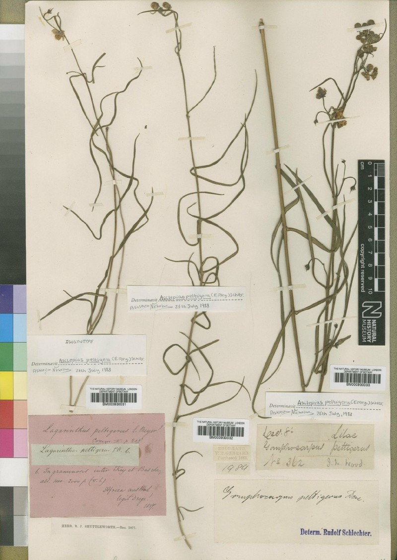Asclepias peltigera photo 4