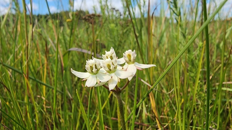 Asclepias peltigera