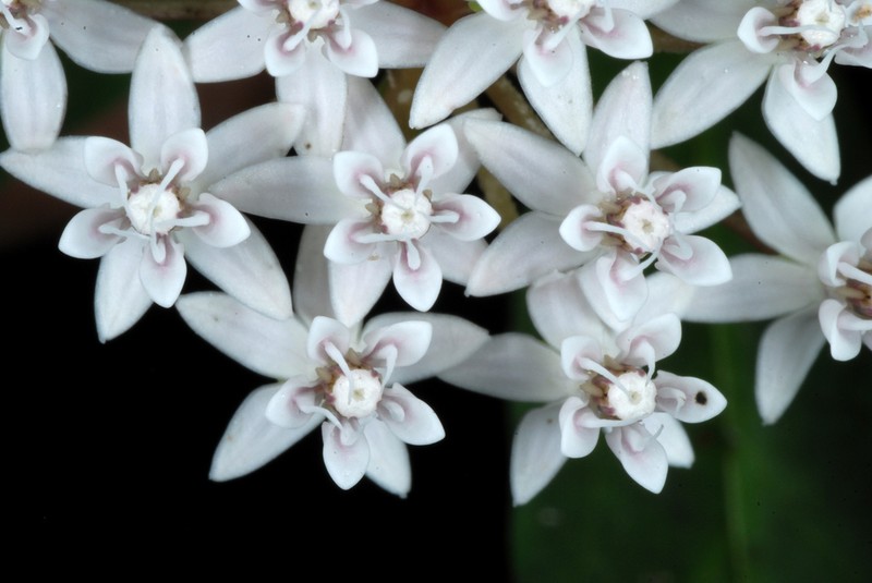 Aquatic Milkweed