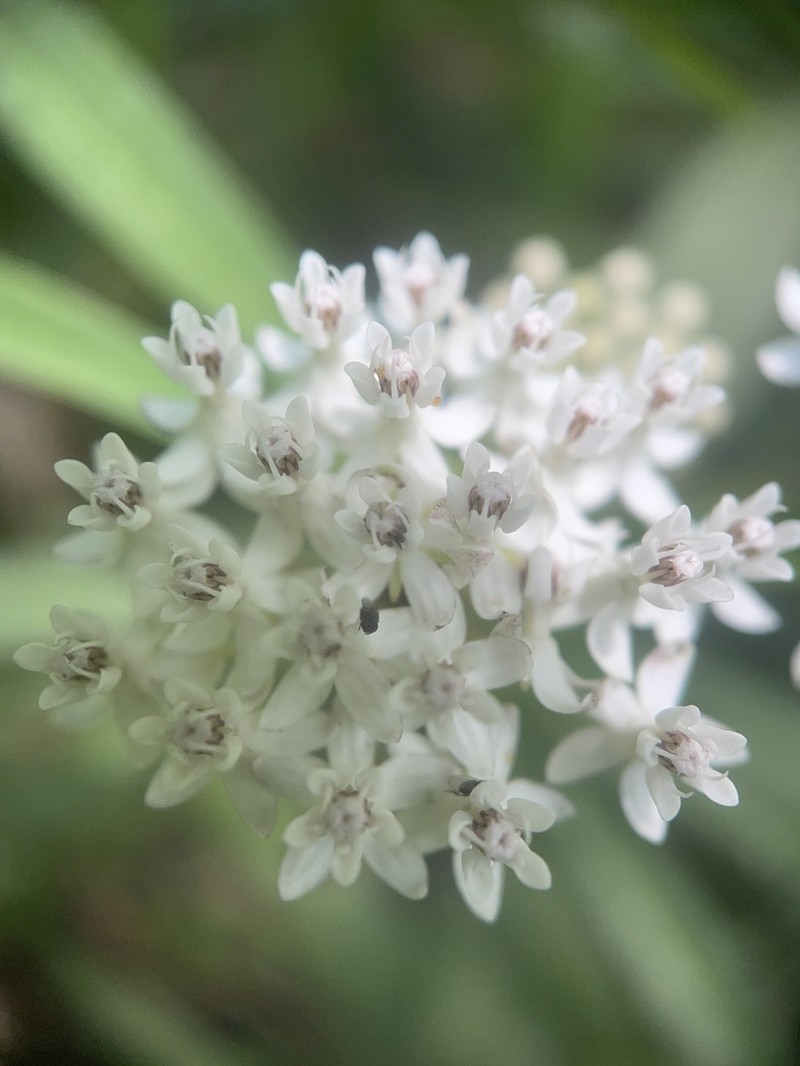 Aquatic Milkweed photo 2