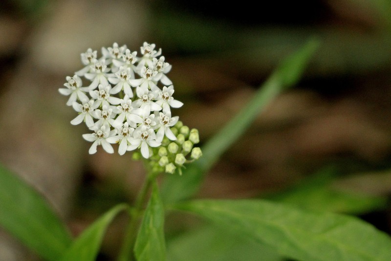 Aquatic Milkweed photo 3