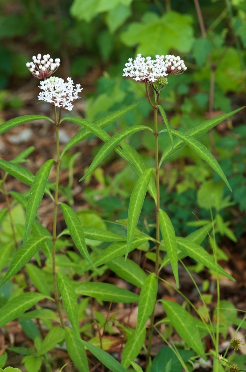 Aquatic Milkweed photo 4