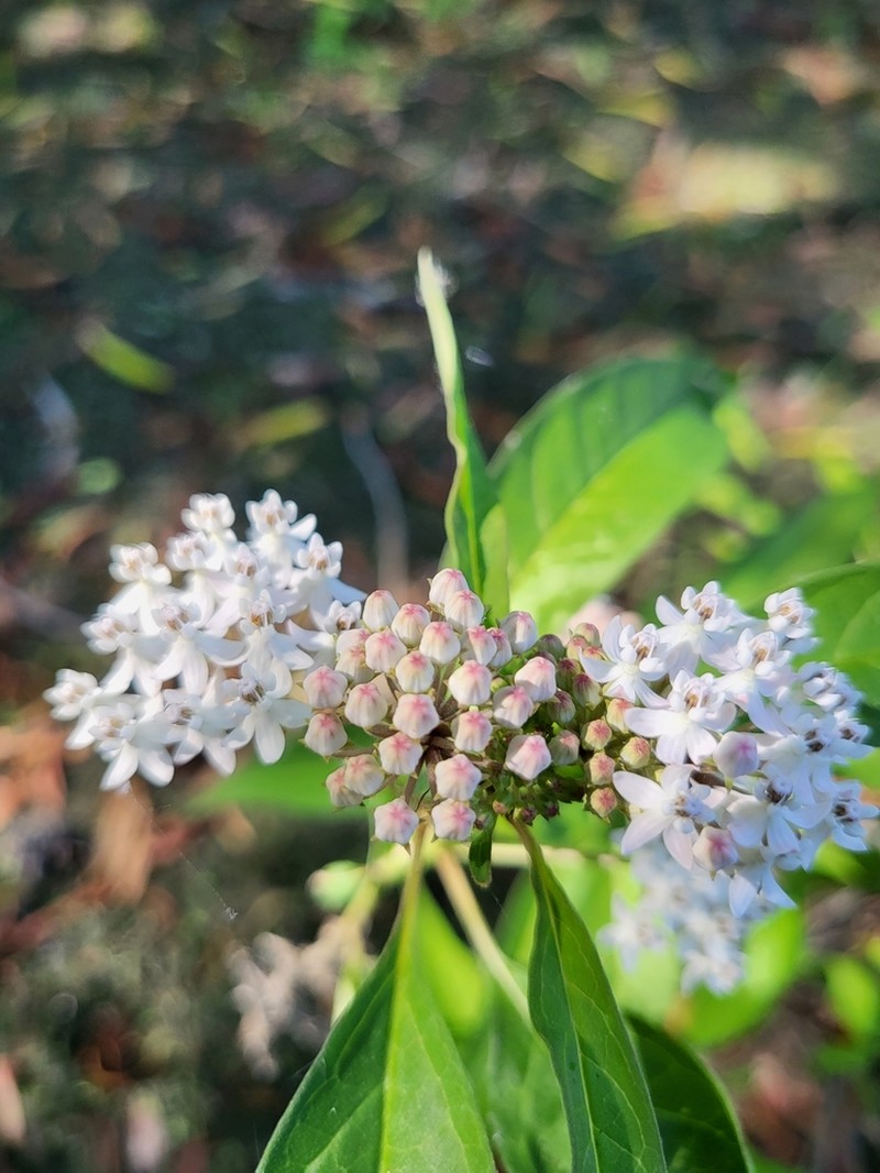 Aquatic Milkweed photo 5