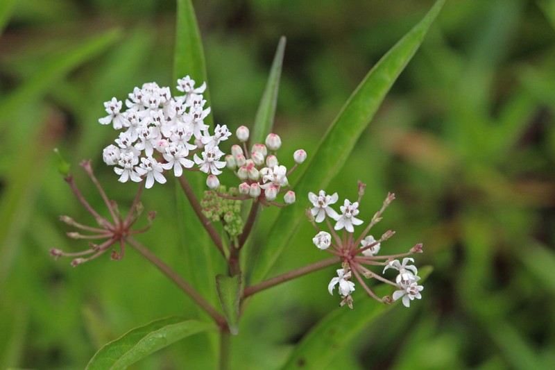 Aquatic Milkweed photo 6