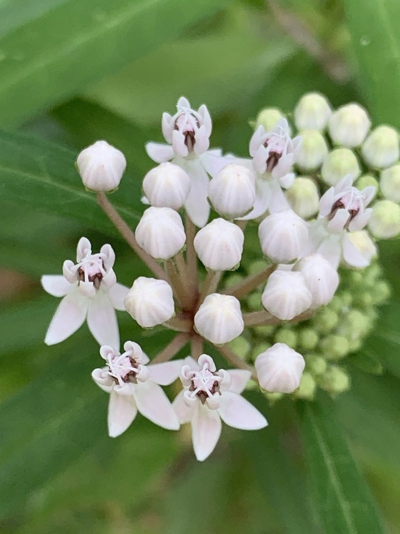 Aquatic Milkweed photo 7