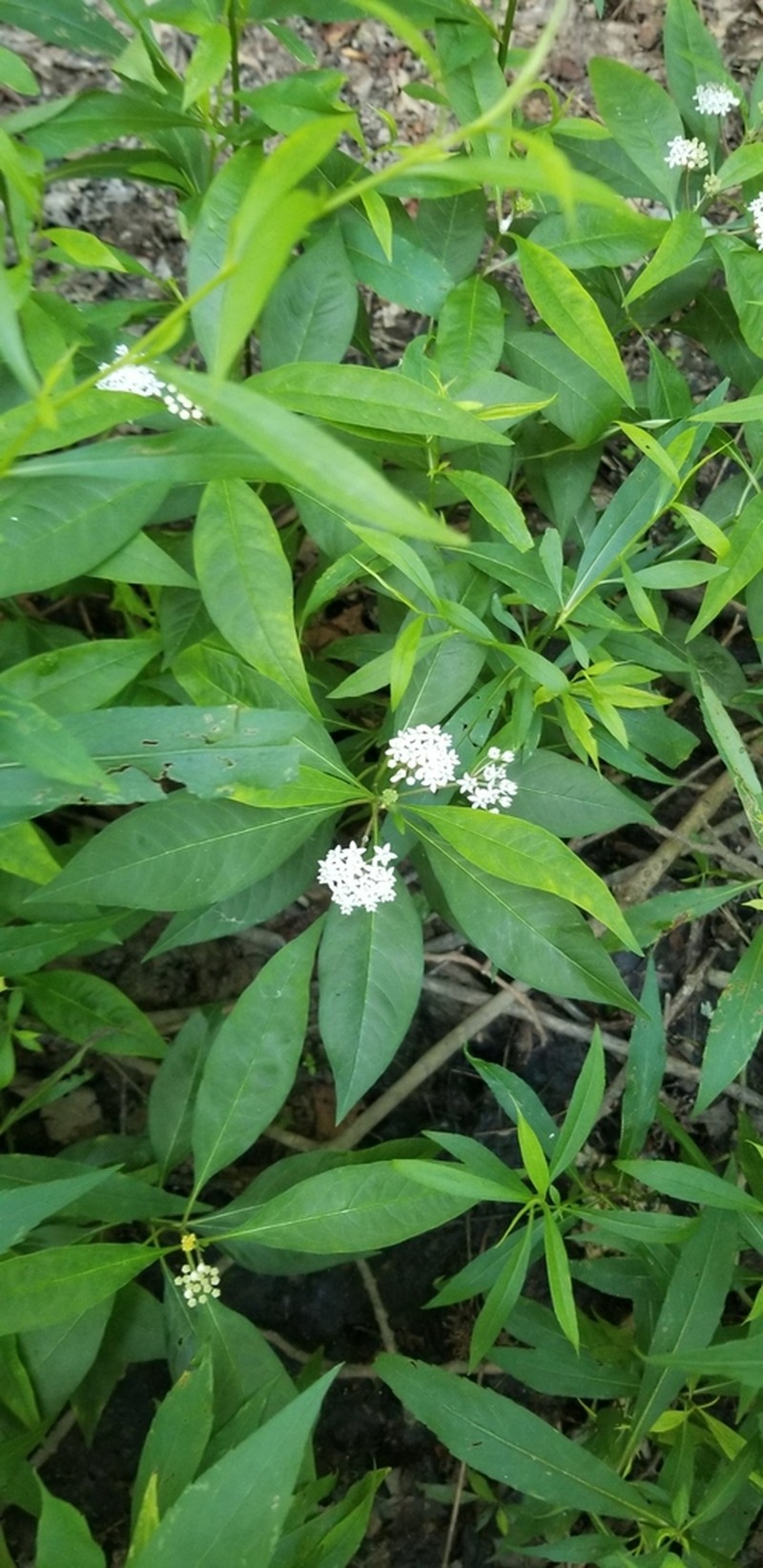 Aquatic Milkweed photo 8