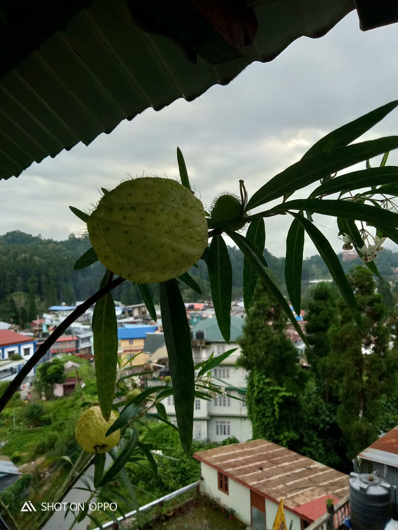Balloonplant photo 3