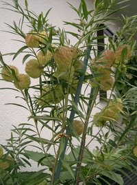 Balloonplant