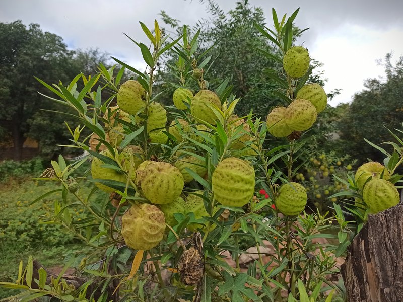 Balloonplant photo 4