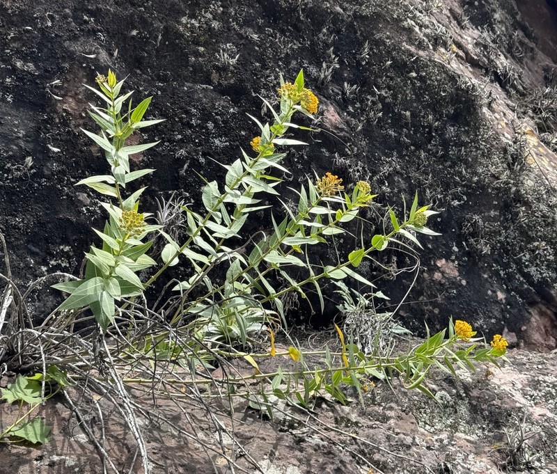 Asclepias pilgeriana