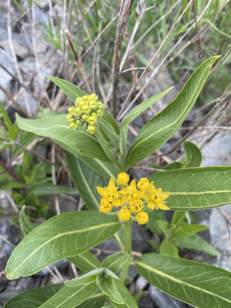 Asclepias pilgeriana photo 2