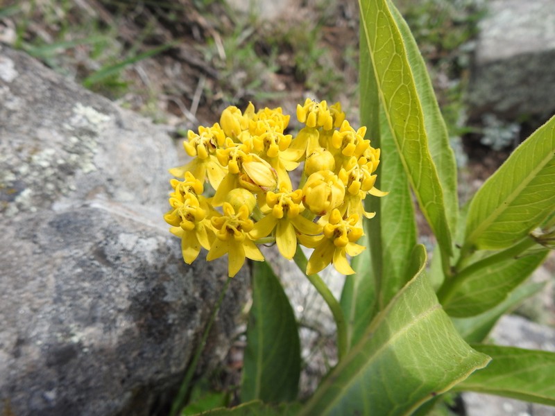 Asclepias pilgeriana photo 3