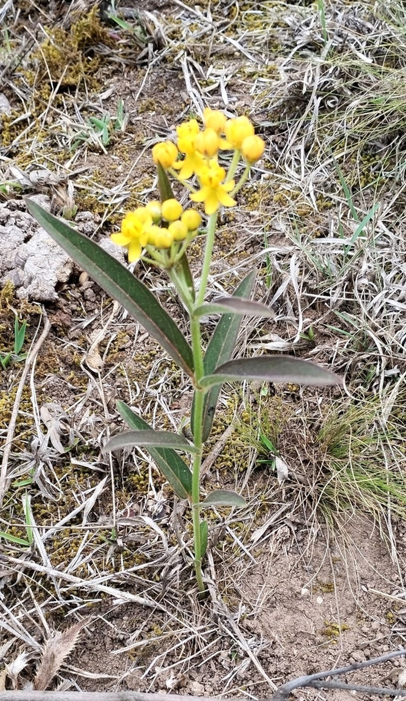 Asclepias pilgeriana photo 4
