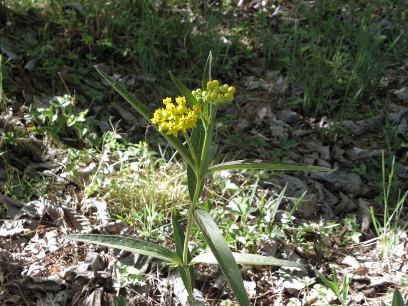 Asclepias pilgeriana photo 5