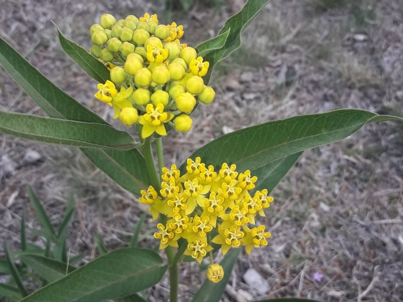 Asclepias pilgeriana photo 6
