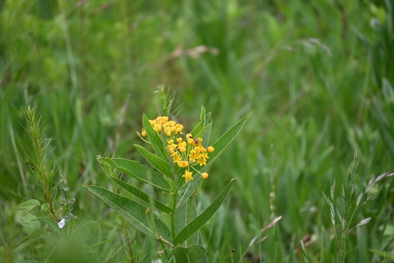 Asclepias pilgeriana photo 7