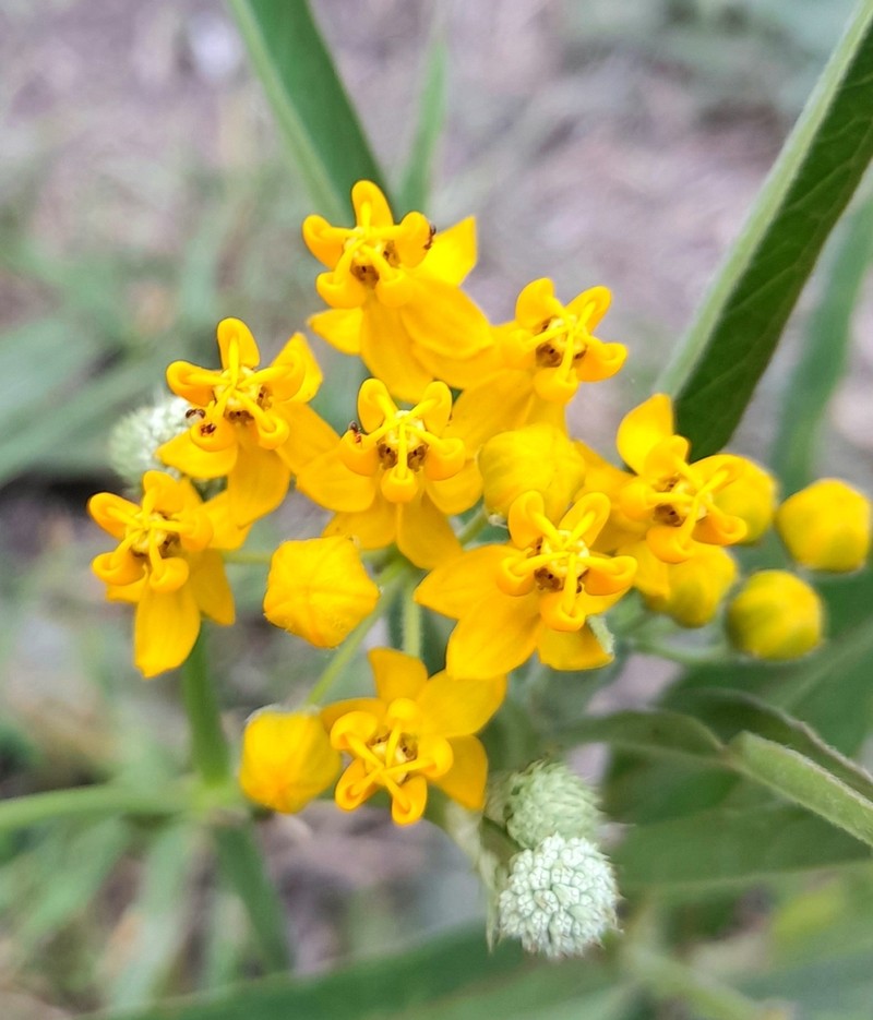 Asclepias pilgeriana photo 8