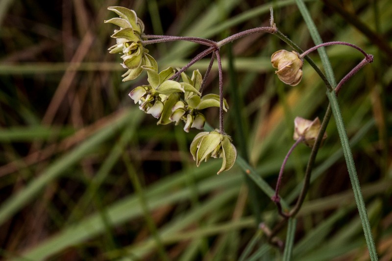 Asclepias praemorsa