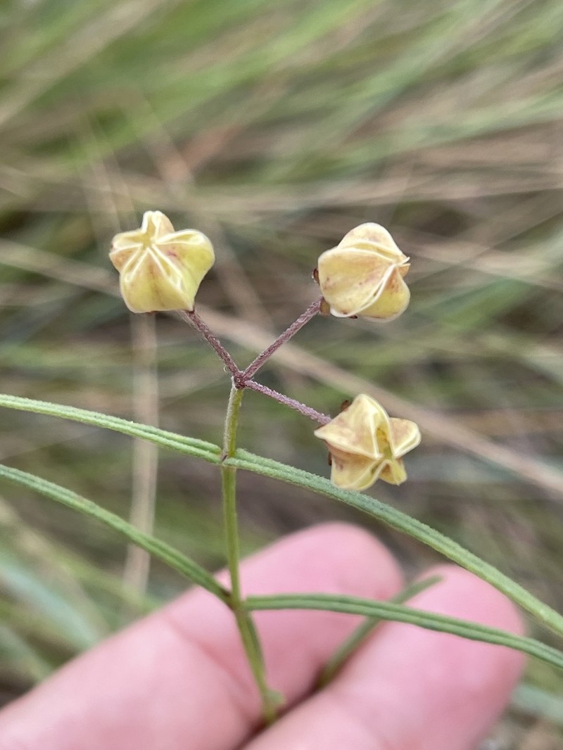 Asclepias praemorsa photo 2