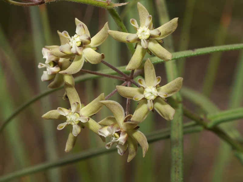 Asclepias praemorsa photo 3