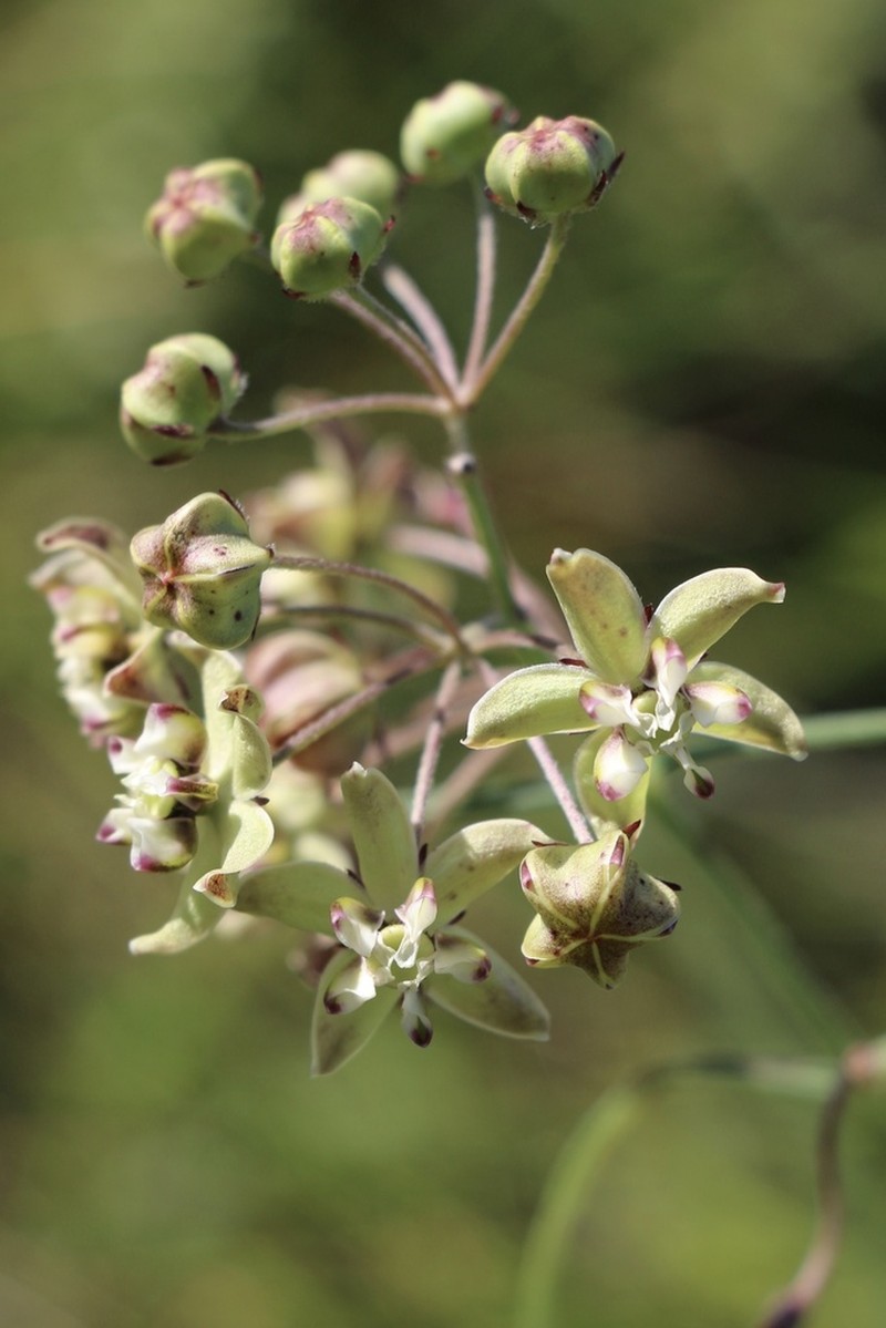 Asclepias praemorsa photo 4