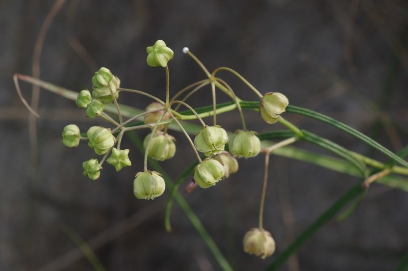 Asclepias praemorsa photo 5