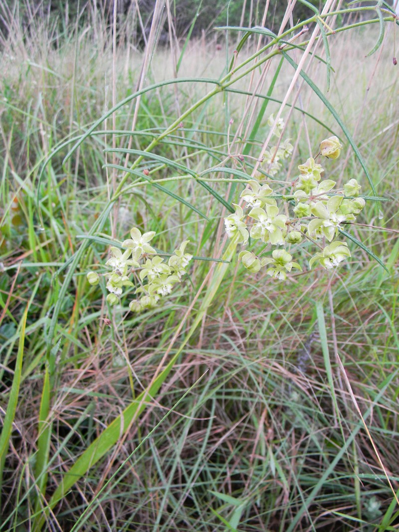 Asclepias praemorsa photo 6