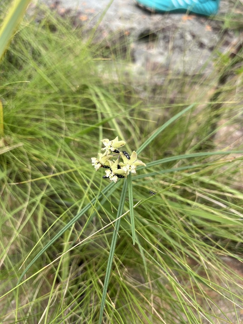 Asclepias praemorsa photo 7