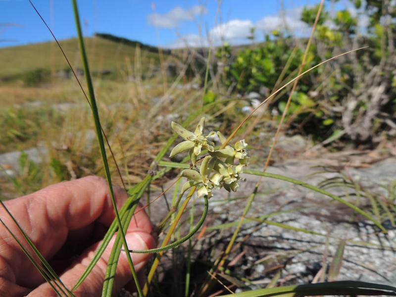Asclepias praemorsa photo 8