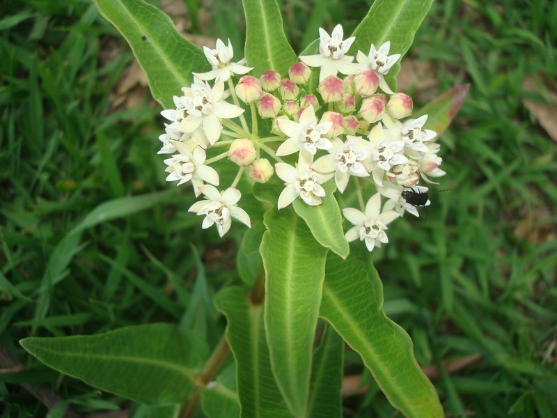 Asclepias pratensis