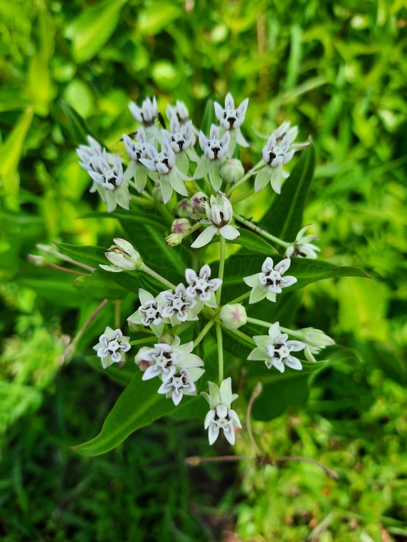 Asclepias pratensis photo 2