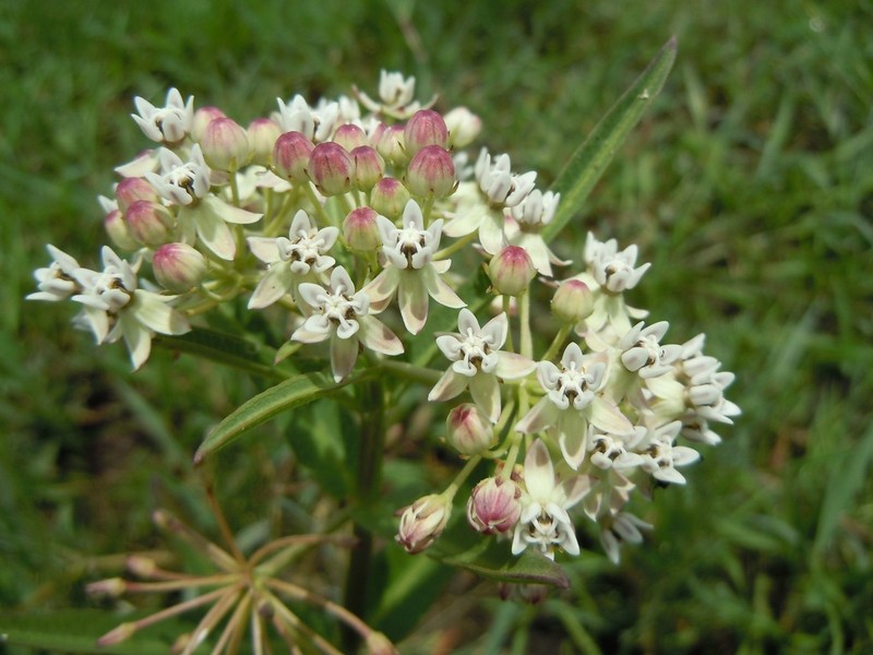 Asclepias pratensis photo 3