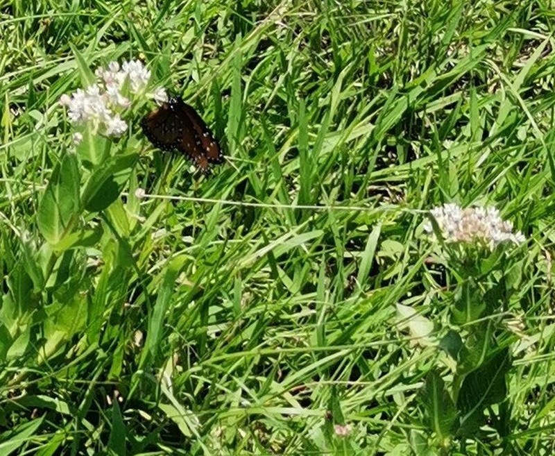 Asclepias pratensis photo 4