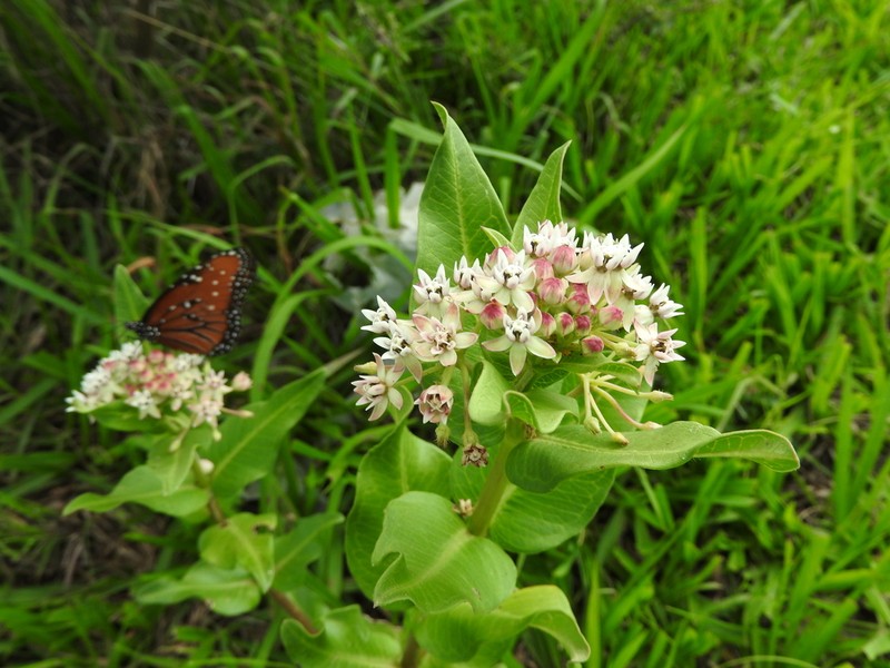 Asclepias pratensis photo 5