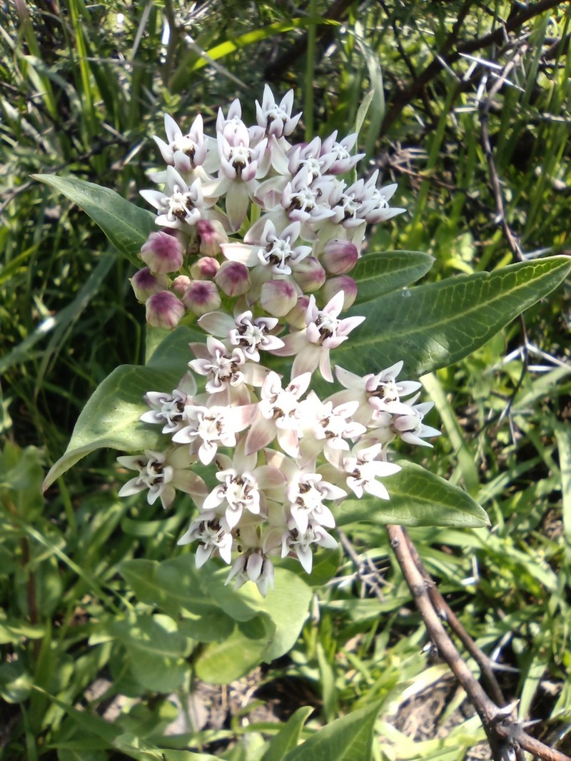 Asclepias pratensis photo 6