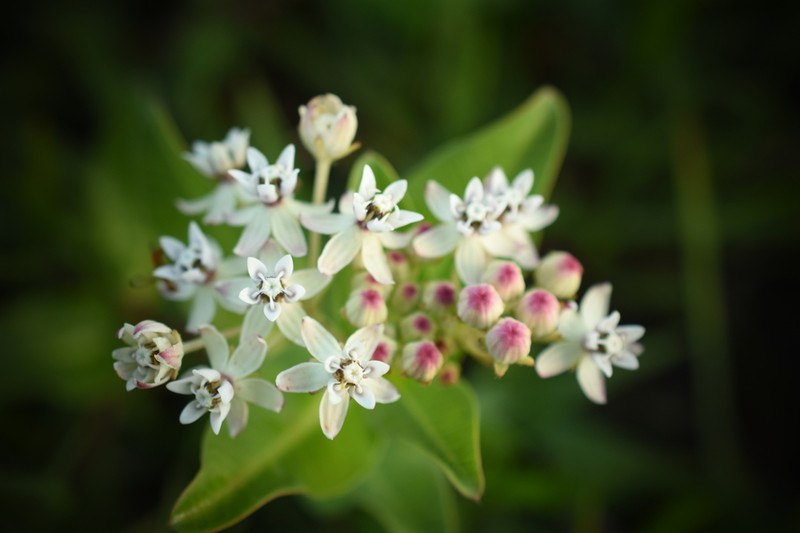 Asclepias pratensis photo 7