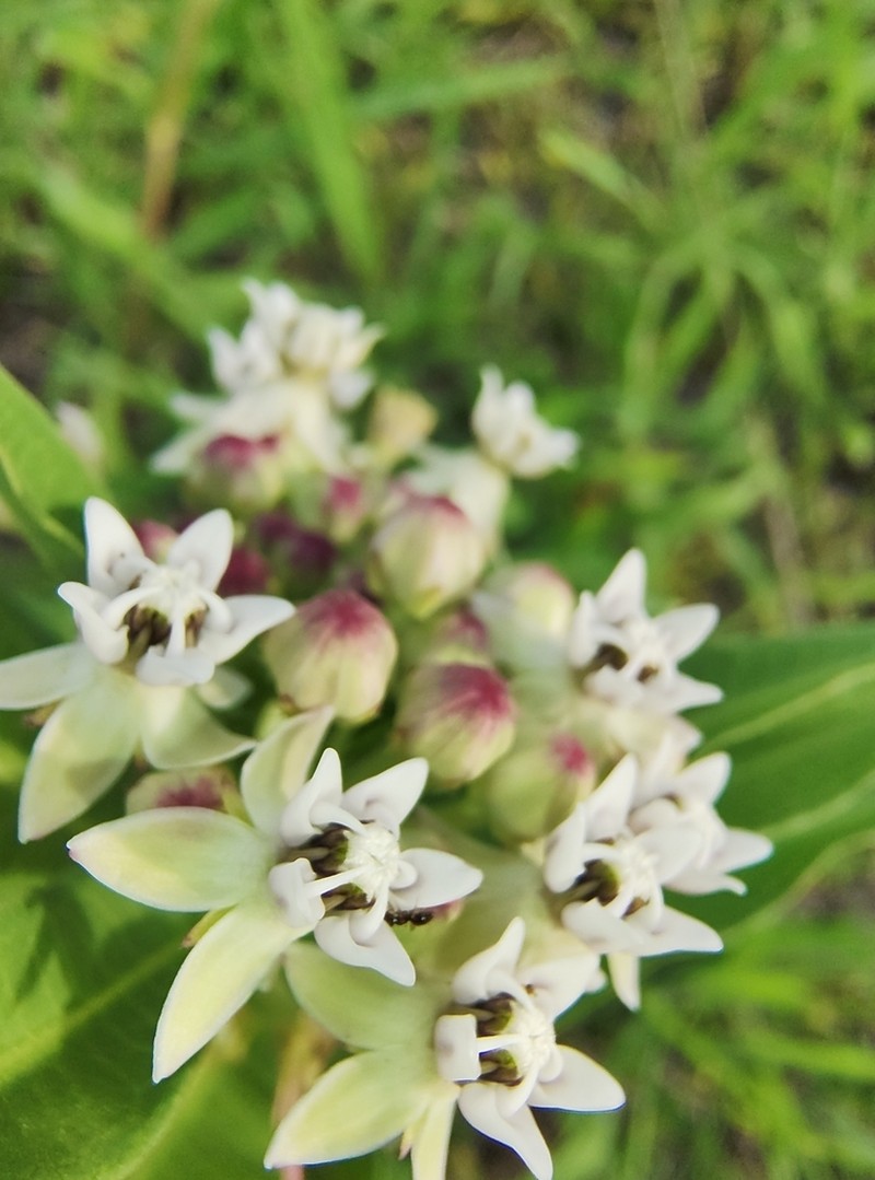Asclepias pratensis photo 8