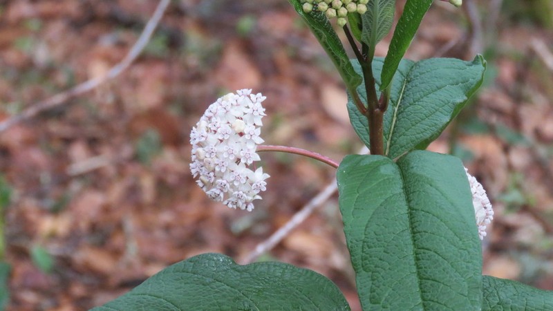 Asclepias pringlei photo 2