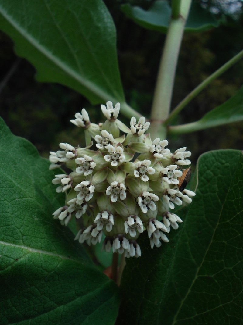 Asclepias pringlei photo 3