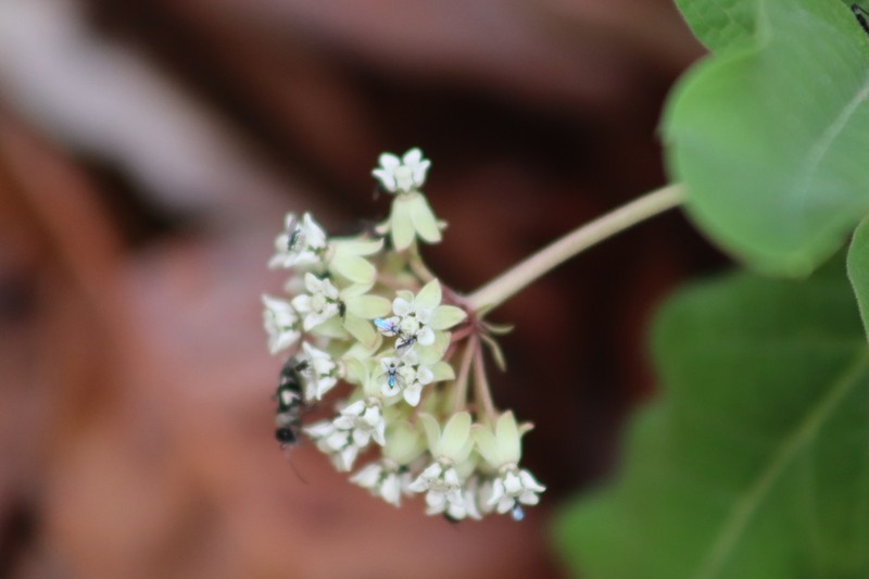Asclepias pringlei photo 4