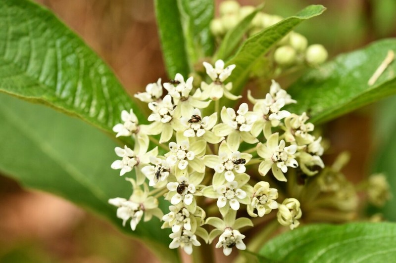 Asclepias pringlei photo 5