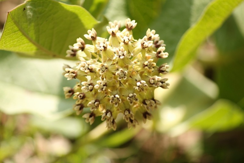 Asclepias pringlei photo 6