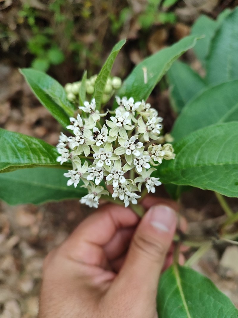 Asclepias pringlei photo 7